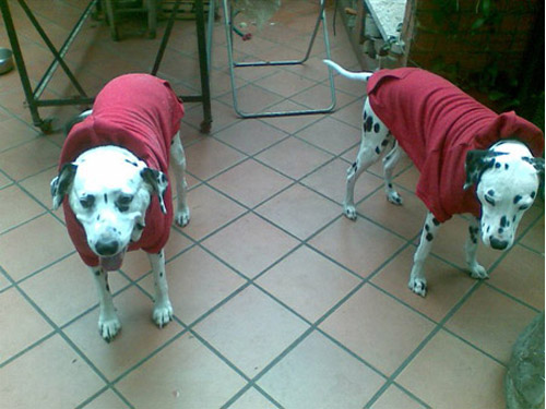 Ingrosso Felpe per cani