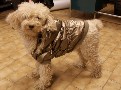 Ingrosso Cappottini per cani