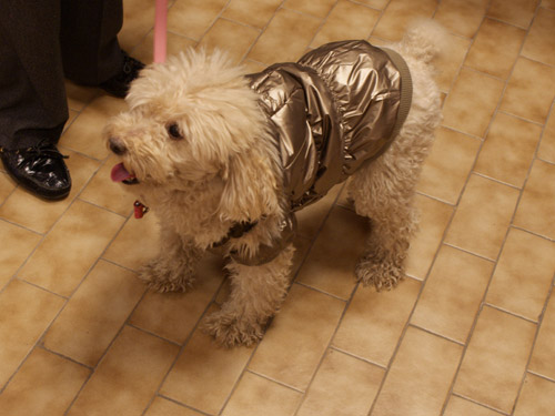 Ingrosso Cappottini per cani