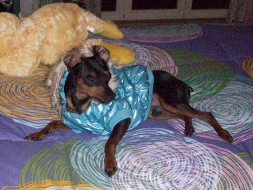 Ingrosso Cappottini per cani